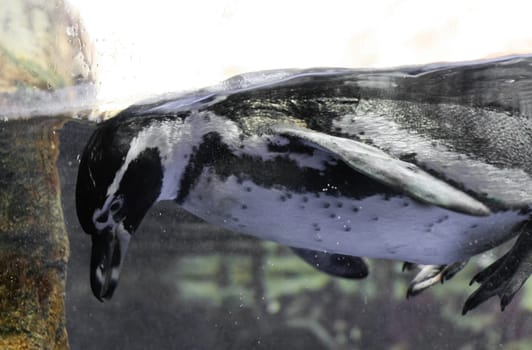 Humboldt penguin, Peruvian penguin or Patranca in aquarium, Barcelona, Spain.