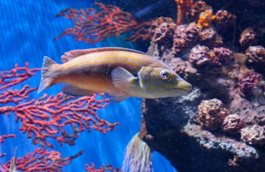 Colored fish of Mediterranean sea, in aquarium, Barcelona, Spain.