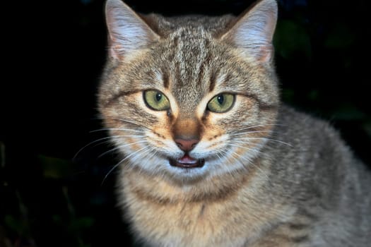 Gray tabby cat threatening isolated over black background
