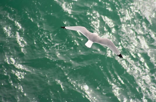 Seagull in flight at Cape St., Vicent, Sagres, Algarve, Portugal