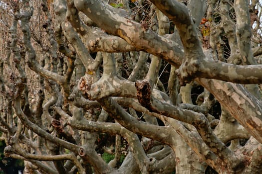 Platanum trunks and branches on winter, Barcelona, Spain