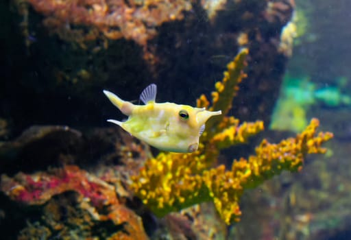 Longhorn cowfish or Lactoria cornuta, in aquarium, Barcelona, Spain.