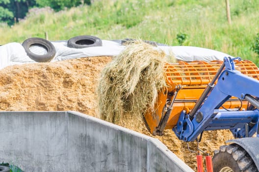 Silage well compacted to exclude air with white plastic film.