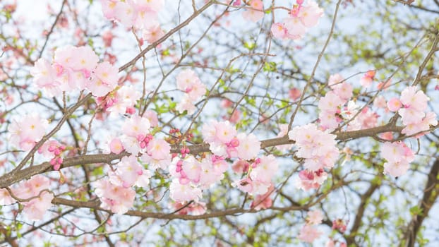 Springtime apple flowering tree with new fresh leaves and pink flowers bloom