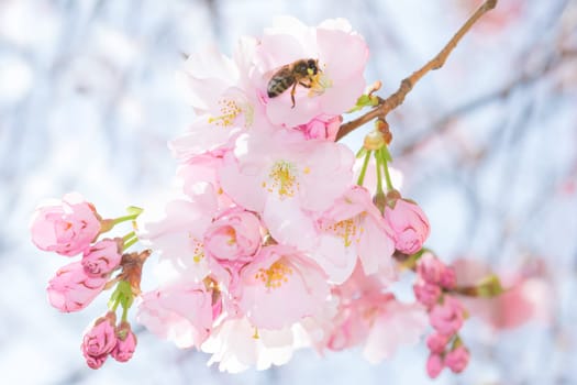Bee on pastel pink gentle flowers of spring blossoming apple tree branch