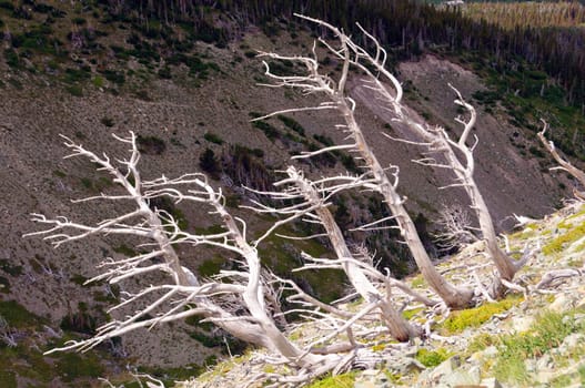 Dead trees on the Scenic Point trail in Glacier National Park