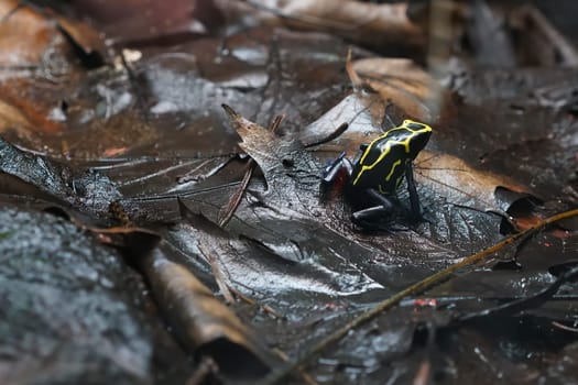 Arrow poison frog after the rain on the forest floor