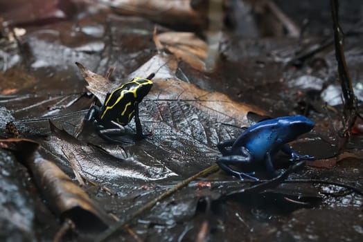 Arrow poison frog after the rain on the forest floor