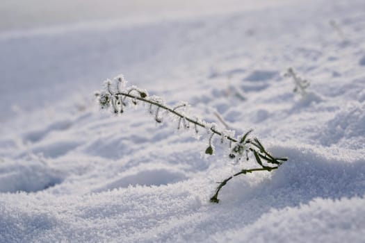snowed plant on a meadow in winter