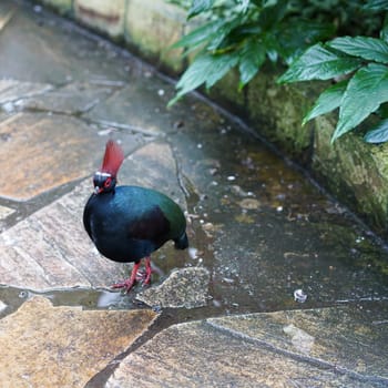Crested Partridge on a footpath