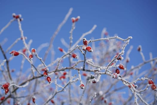 frozen rose hips on a shrub in winter