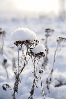 snowed plant on a meadow in winter