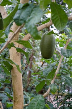 Calebassenbaum in the jungle