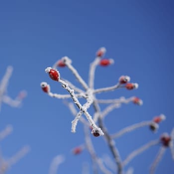 frozen rose hips on a shrub in winter