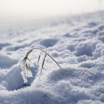 snowed plant on a meadow in winter