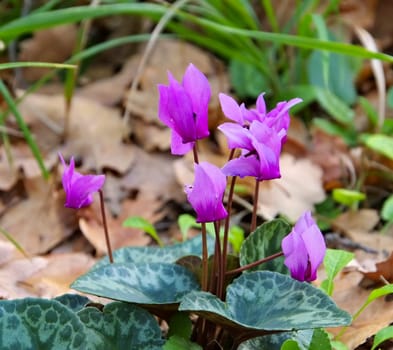 wild alpine veil in the forest - wild blooming cyclamen in forest