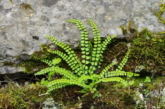 Brown striped fern - maidenhair spleenwort 01