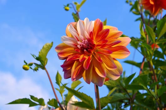 Dahlie Caribbean Fantasy - Dahlia Caribbean Fantasy 03