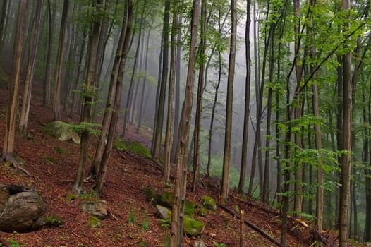 Beech forest in the Harz in the fog - beech forest in Harz Mountains in fog