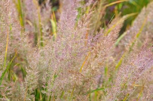 Diamond grass in autumn - Calamagrostis brachytricha ornamental grass in autumn