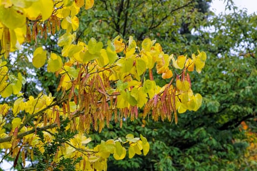 Judas tree in autumn - Judas tree in autumn,indian summer