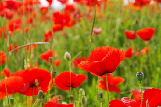 Gossip poppy - corn poppy 53