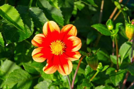 Dahlie Schloss Reinbek - Dahlia Schloss Reinbek 01