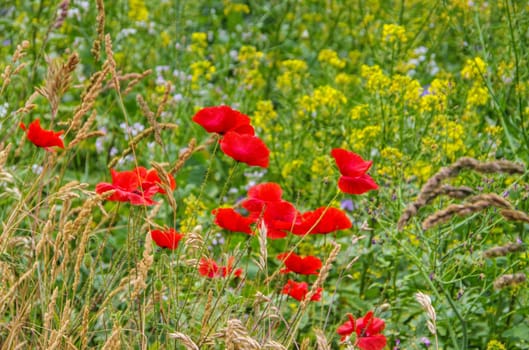 Gossip poppy - corn poppy 57