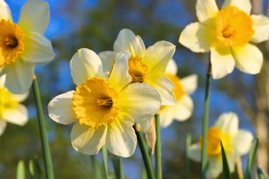 Orangery narcissist - the Daffodil flower is called Orangery