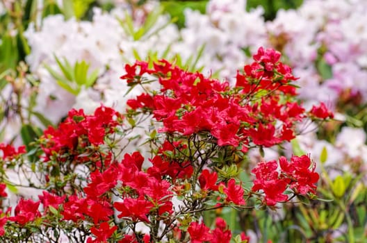 Azalee japonica stewartoniana- azalea is called japonica stewartoniana