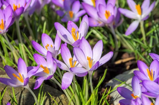 Crocus - Crocus 141