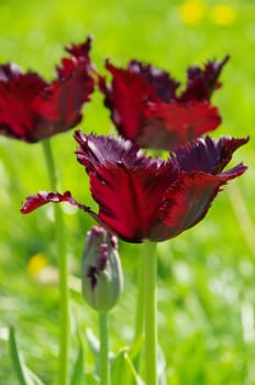 Tulip Black Parrot - tulip Black Parrot 01