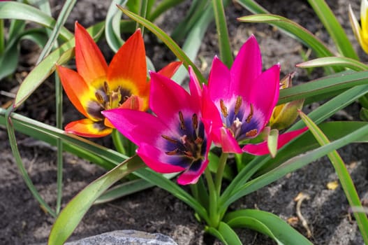 Wild tulip little beauty and hageri splendens - wild tulip is called little beauty and hageri splendens