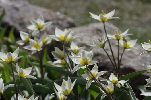 Wild tulip Tulipa turkestanica - wild tulip Tulipa turkestanica 03