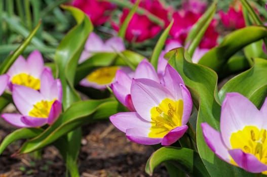 Wildtulpe Bakeri Lilac Wonder - wild tulip is called Bakeri Lilac Wonder