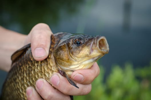 Carp just caught on the bait lake