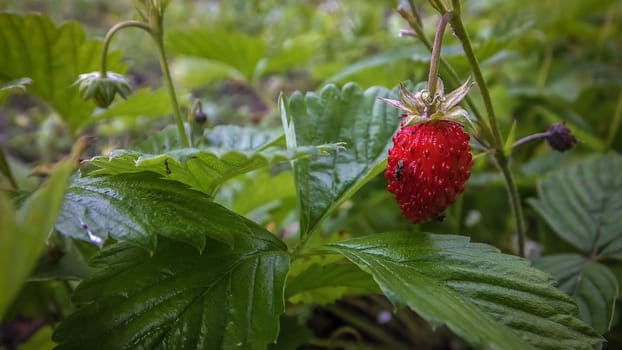 The wild strawberry grows in the woods, a very beautiful berry