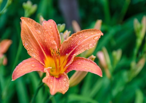 The flower is very beautiful in the garden among the grass