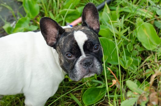 French bulldog walking on the street looking at me