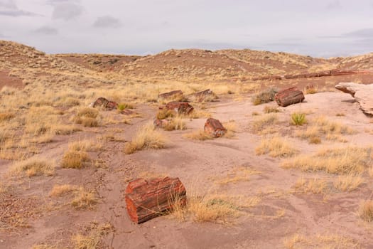 Petrified Log Panorama in the Desert of the Petrified Forest National Park in Arizona