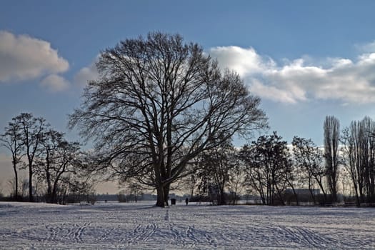 Tree in winter