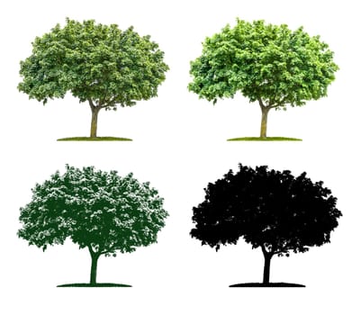 Tree in four different illustration techniques - Maple