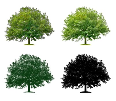 Tree in four different illustration techniques - Oak