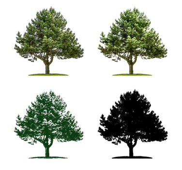 Tree in four different illustration techniques - Pine