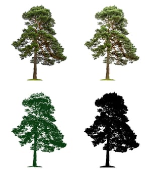 Tree in four different illustration techniques -Old pine