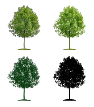 Deciduous tree in four different illustration techniques
