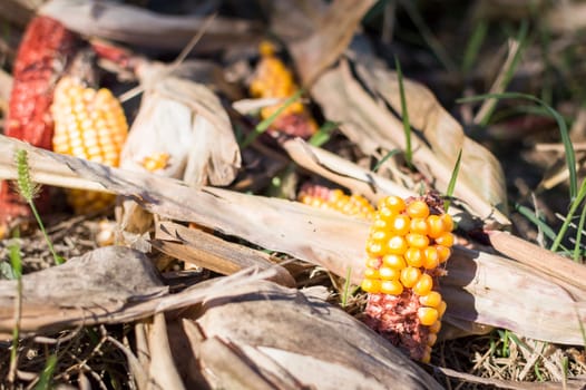 Leftover corn cob after threshing. Waste of food.
