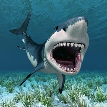 Computer-generated 3D illustration with a great white shark