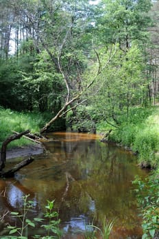 quiet little river flows through the dense forest