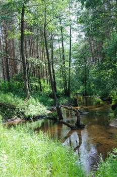 quiet little river flows through the dense forest